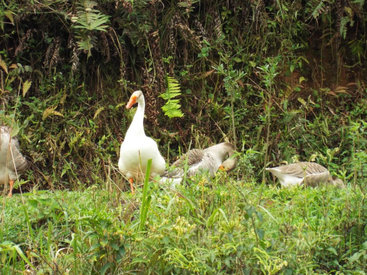 Estrela Da Serra Hotel Fazenda Santo Antônio do Pinhal Eksteriør billede